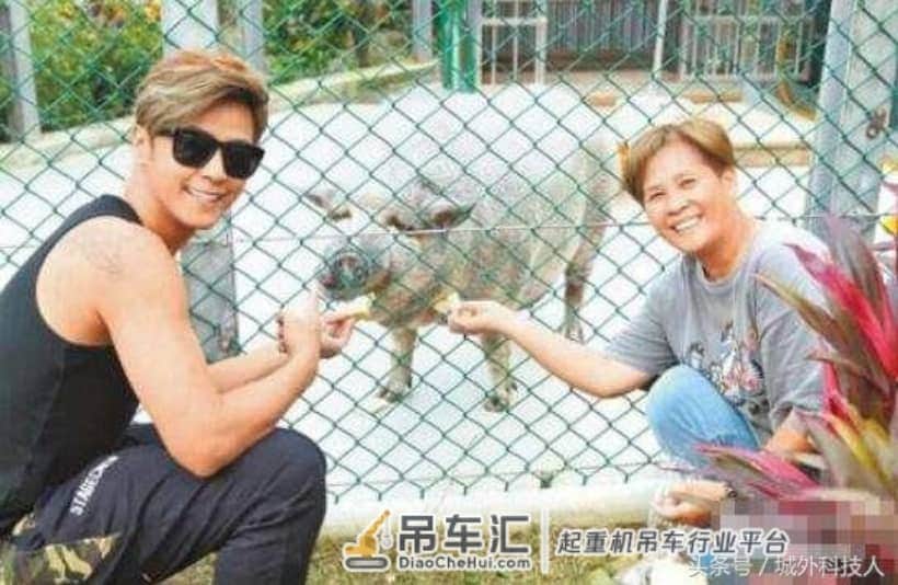 罗志祥养的宠物猪，从迷你猪长到300多斤，搬家靠吊车运走