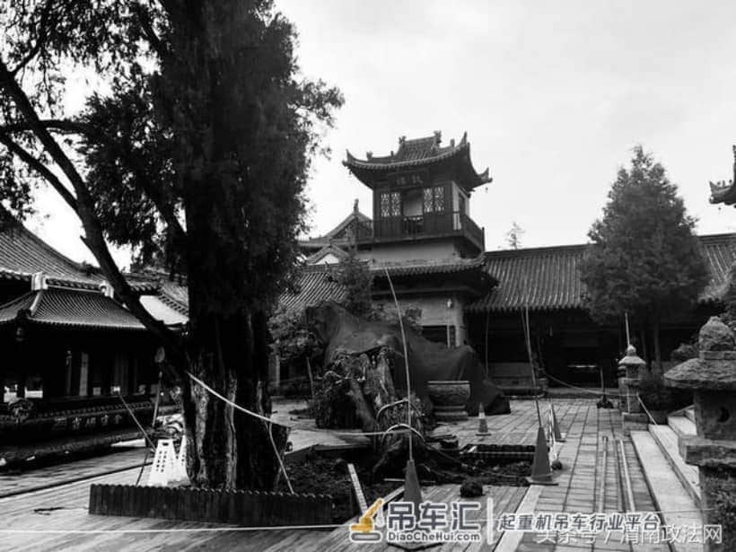 古观音禅寺千年侧柏雨中倒了 专家会诊吊车扶正