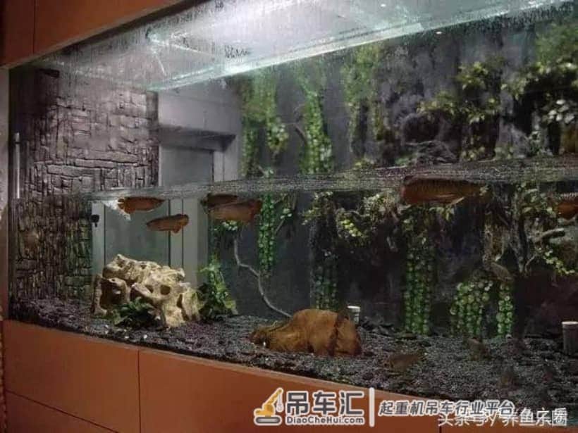 4米大鱼缸建设在顶楼,拆掉屋子的一面墙,专门往里吊玻璃!