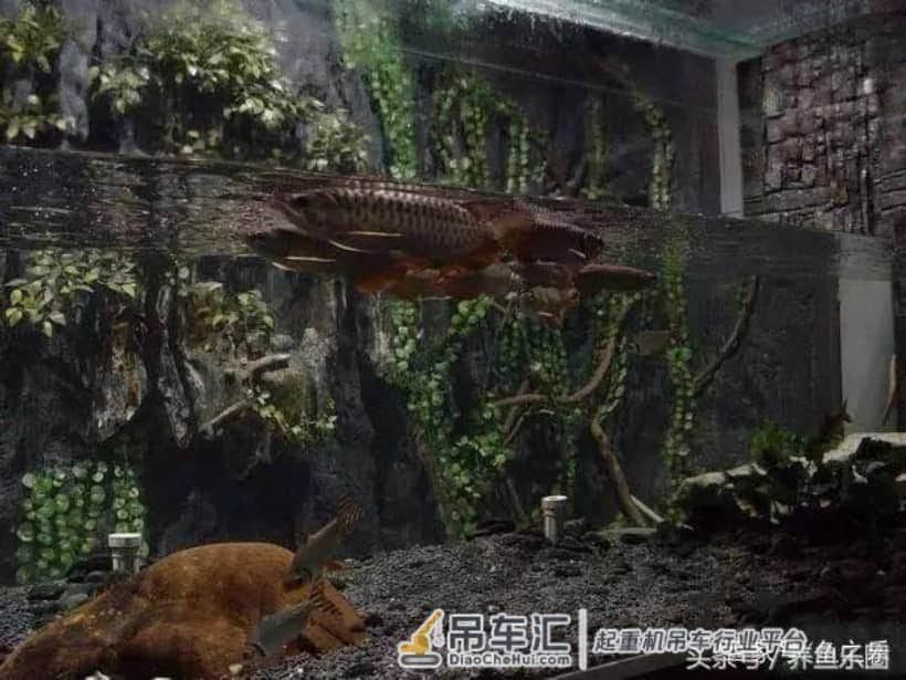 4米大鱼缸建设在顶楼,拆掉屋子的一面墙,专门往里吊玻璃!
