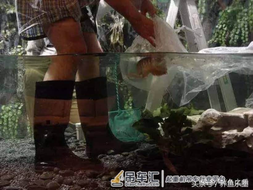 4米大鱼缸建设在顶楼,拆掉屋子的一面墙,专门往里吊玻璃!