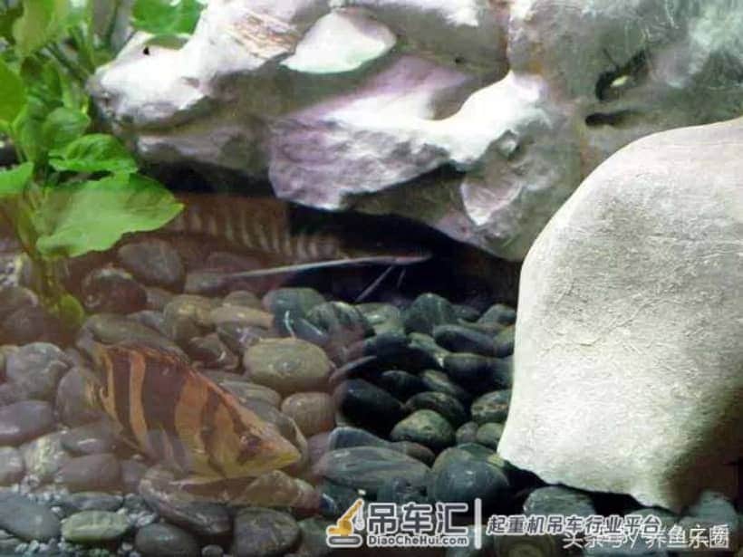 4米大鱼缸建设在顶楼,拆掉屋子的一面墙,专门往里吊玻璃!