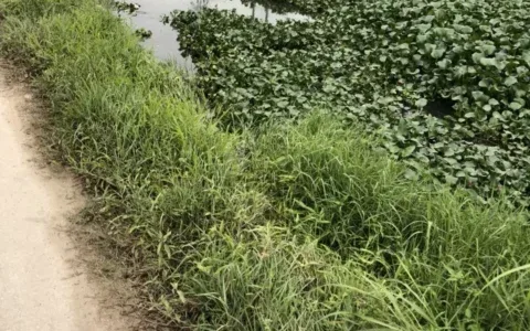 珠海男子开豪车冲进水塘，车主竟阻止吊车打捞，整车报废！