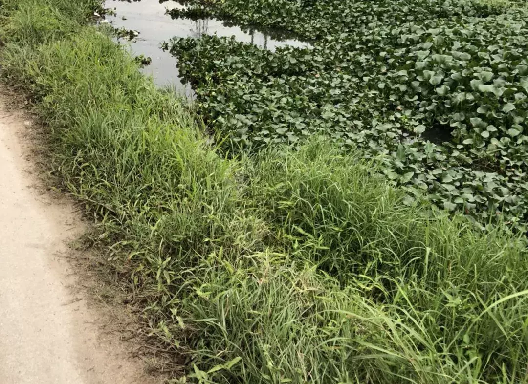 珠海男子开豪车冲进水塘，车主竟阻止吊车打捞，整车报废！