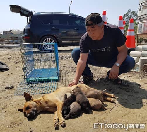 浪浪肉身挡吊车！他蹲低一看货柜下方见初生6奶汪
