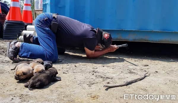 浪浪肉身挡吊车!他蹲低一看货柜下方见初生6奶汪