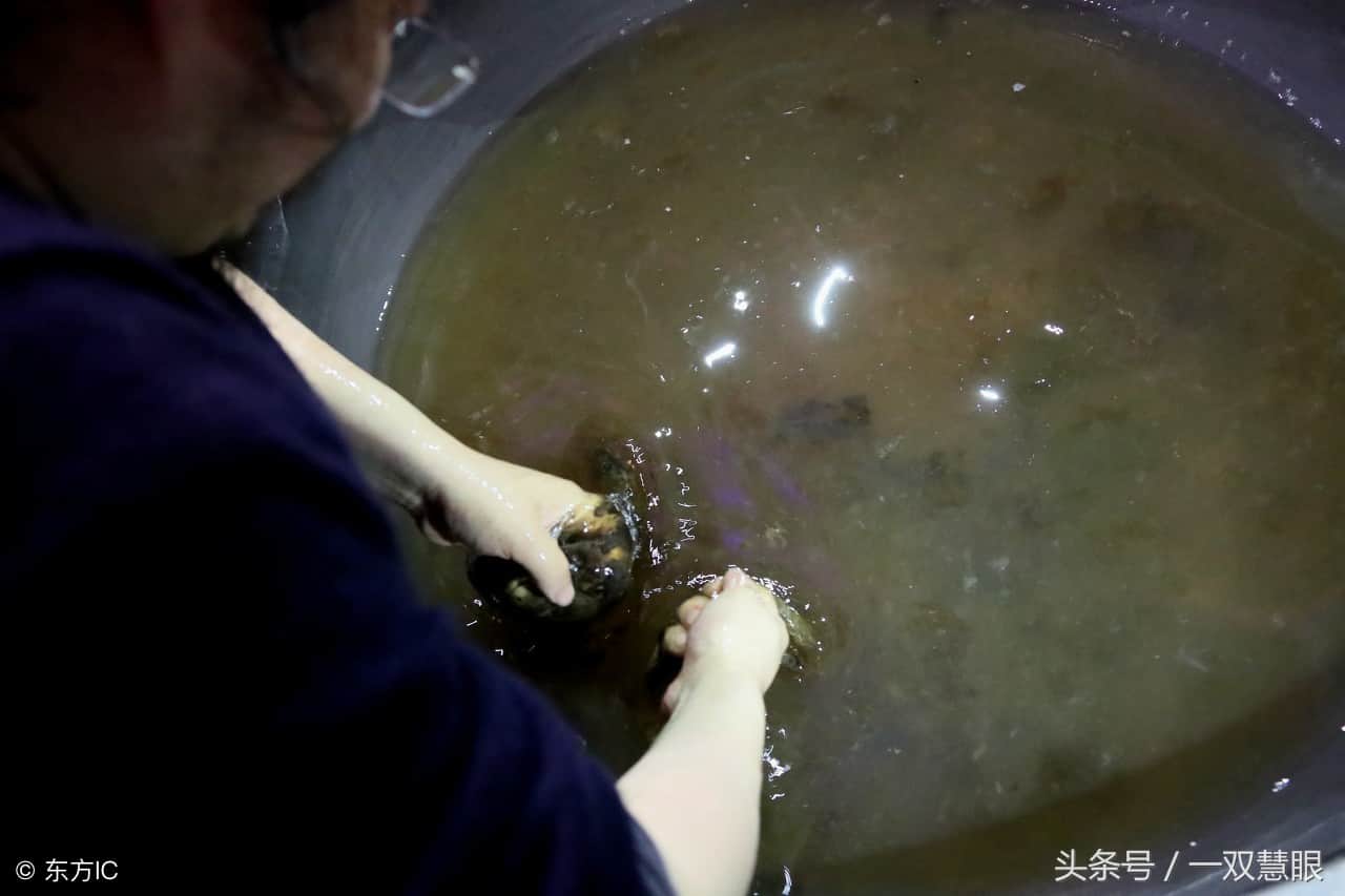 河南济源王屋山发现二百斤重的太岁,动用起重机和索道往山下运送