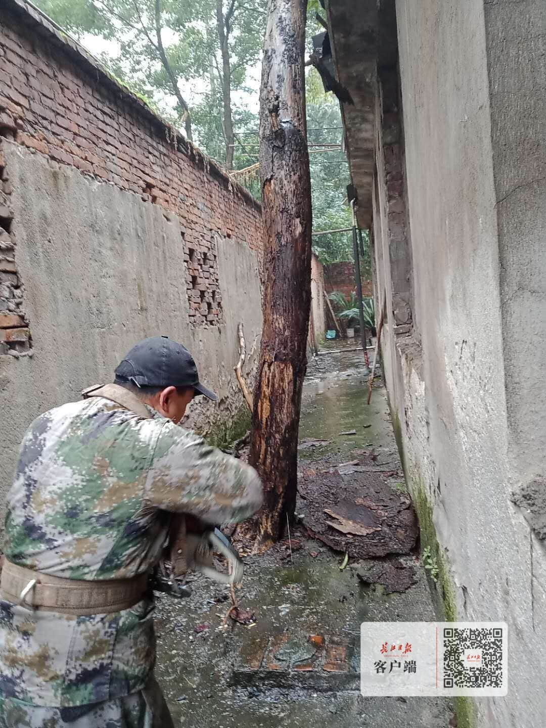 50吨大吊车隔空取物,窄巷内一棵20多米高的危树终被移除