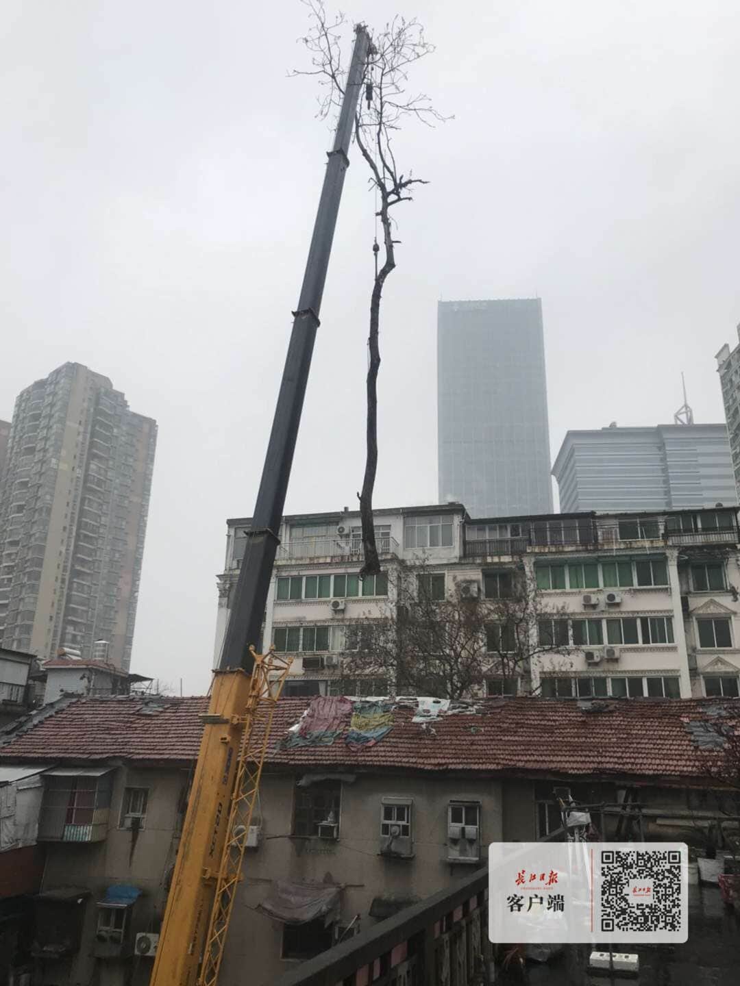 50吨大吊车隔空取物,窄巷内一棵20多米高的危树终被移除