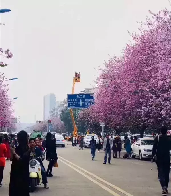 大吊车!后空翻!空中转体720!柳州小姐姐“飞天”拍紫荆!