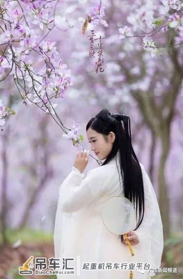 美上天!柳州人为拍紫荆花,吊车都请来了!各种姿势太欢乐