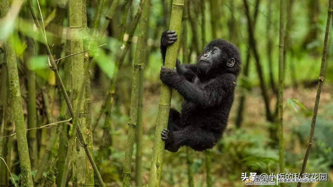 补充文章（一）：悬吊的奥秘
