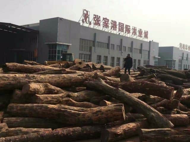 480万非洲原木港口突遇暴雨，起重机吊回工厂切开后现场却安静