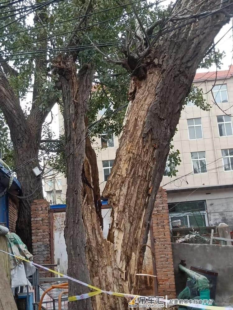 瓦房店一30多年生大树被风刮倒,这事动用了两台吊车