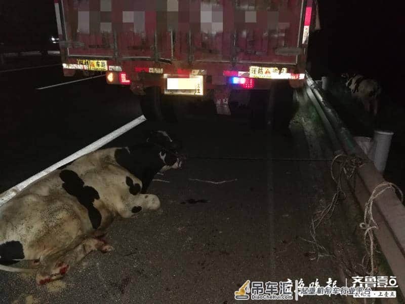 聊城:高邢高速高唐段惊现三头奶牛,大吊车派上大用场