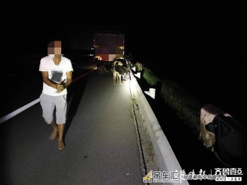 聊城:高邢高速高唐段惊现三头奶牛,大吊车派上大用场