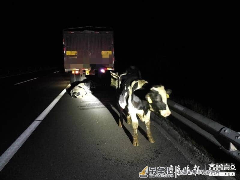 聊城:高邢高速高唐段惊现三头奶牛,大吊车派上大用场