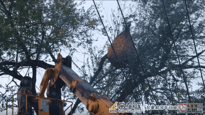 直径1.3米大蜂窝高挂树梢 无奈请来大吊车帮忙