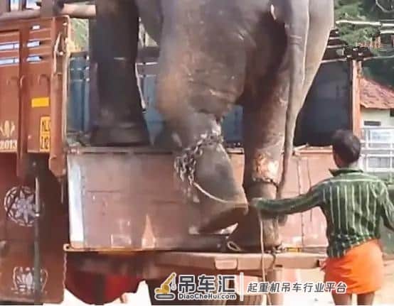 货车运大象?怎么搬上去又怎么搬下来?司机用了这一招