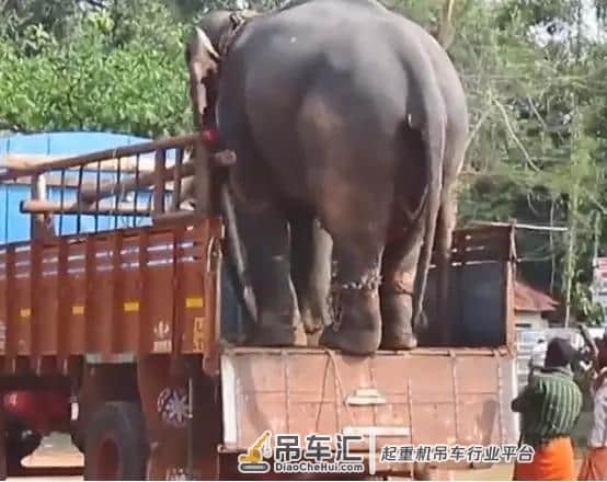 货车运大象?怎么搬上去又怎么搬下来?司机用了这一招