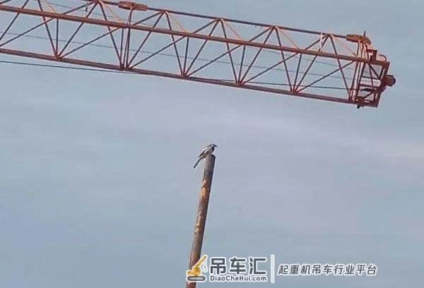 呀，塔吊那里有个…!