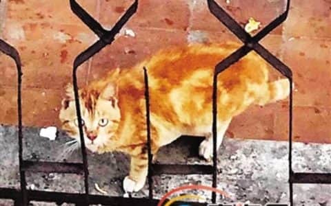 海口一橘猫被困楼顶十余天面临脱水危险 市民捐款租吊车救猫