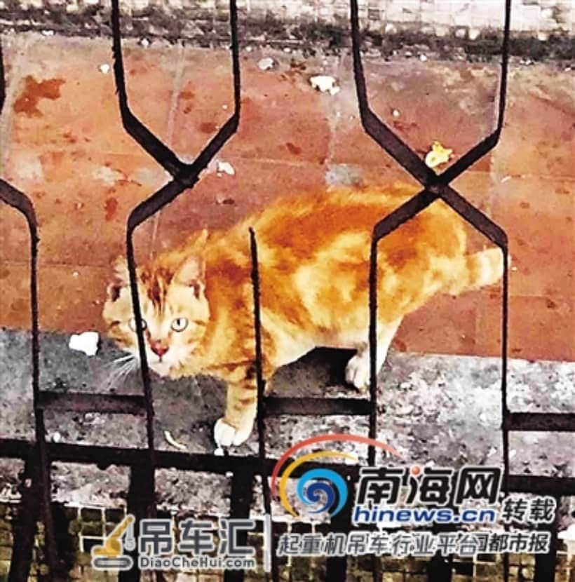 海口一橘猫被困楼顶十余天面临脱水危险 市民捐款租吊车救猫