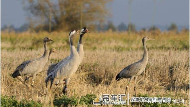 起重机在英国的湿地卷土重来