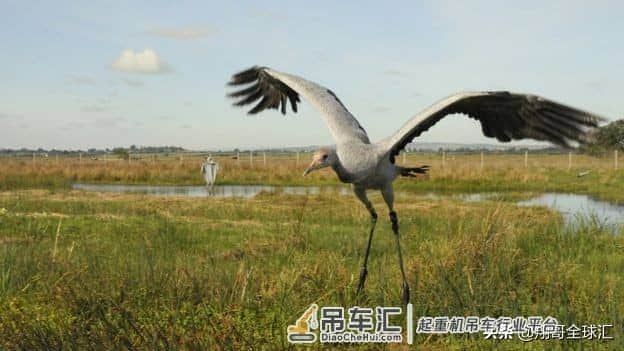 起重机在英国的湿地卷土重来