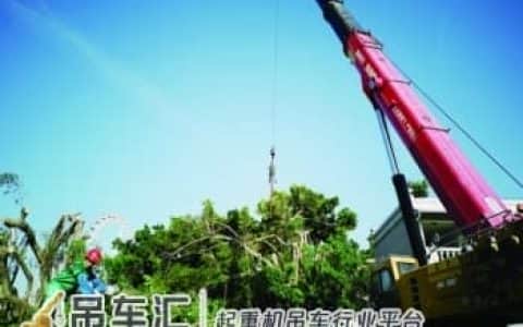 消除安全隐患，厦门百吨大吊车吊起工人为大榕树“理发”