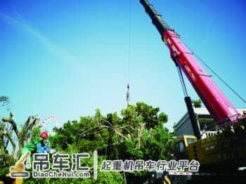 消除安全隐患，厦门百吨大吊车吊起工人为大榕树“理发”