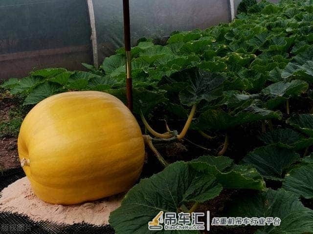 英国男子种出巨大南瓜,用起重机搬运,网友:可以参加吉尼斯记录