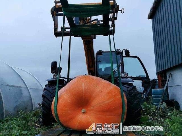英国男子种出巨大南瓜,用起重机搬运,网友:可以参加吉尼斯记录