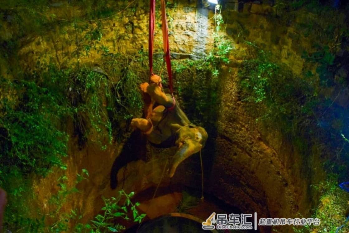 印度野生大象坠入20米深井,折腾16小时才被吊车救出