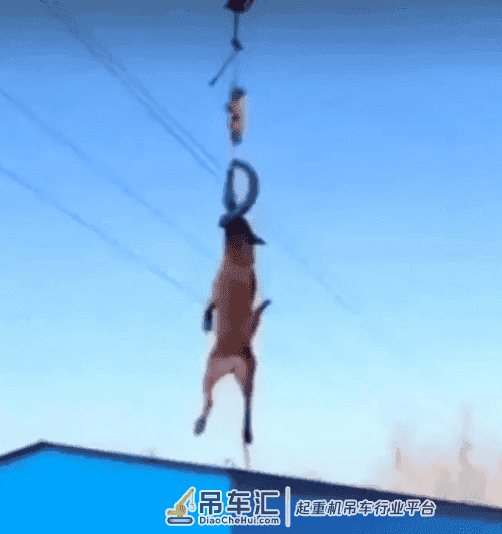 吊车司机把狗狗吊在半空狂甩，现场画面非凡很是危急!