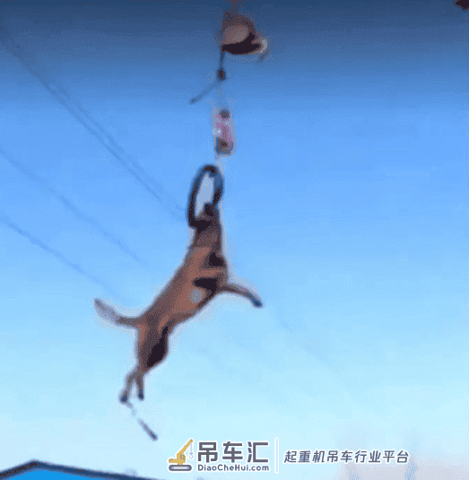 吊车司机把狗狗吊在半空狂甩，现场画面非凡很是危急!