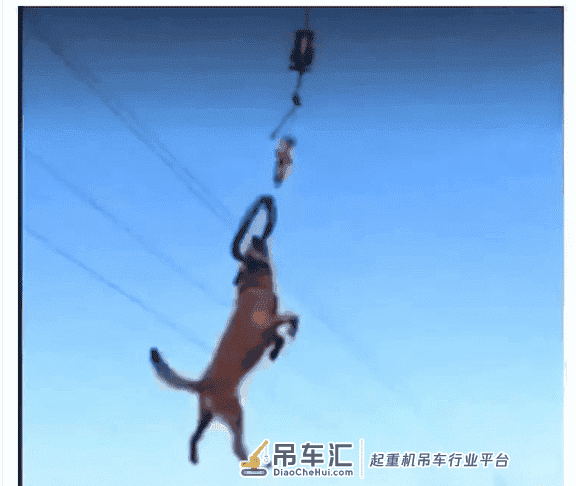 吊车司机把狗狗吊在半空狂甩，现场画面非凡很是危急!