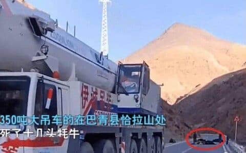 西藏一辆百吨大吊车碾死十多头牦牛，没买保险：损失二十万以上