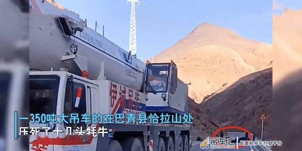 西藏一辆百吨大吊车碾死十多头牦牛，没买保险：损失二十万以上