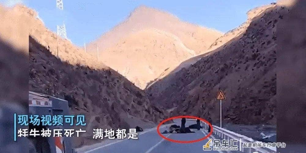 西藏一辆百吨大吊车碾死十多头牦牛,没买保险:损失二十万以上