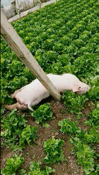 搞笑GIF：女朋友生气了，站在这里怎么也不走，我准备请吊车把她运回家！
