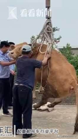 1300斤母牛上房顶“看风景”下不来 民警用吊车救援:我太难了
