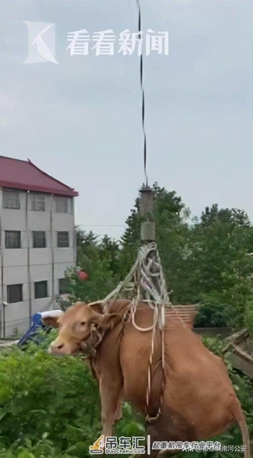 1300斤母牛上房顶“看风景”下不来 民警用吊车救援:我太难了