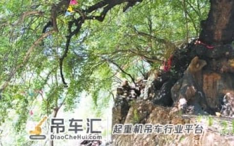 暴雨中800岁古树轰然倒下 紧急营救，吊车帮忙搬新“家”