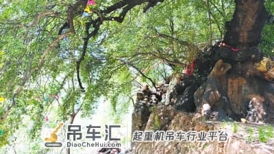 暴雨中800岁古树轰然倒下 紧急营救，吊车帮忙搬新“家”