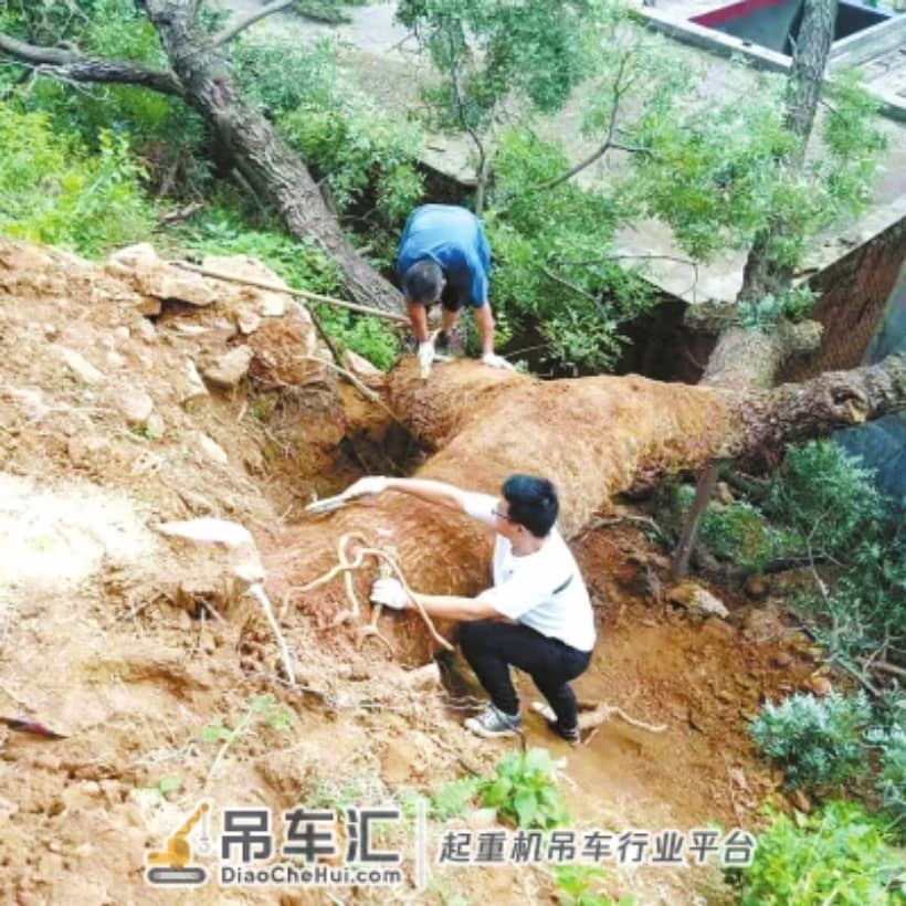 暴雨中800岁古树轰然倒下 紧急营救,吊车帮忙搬新“家”