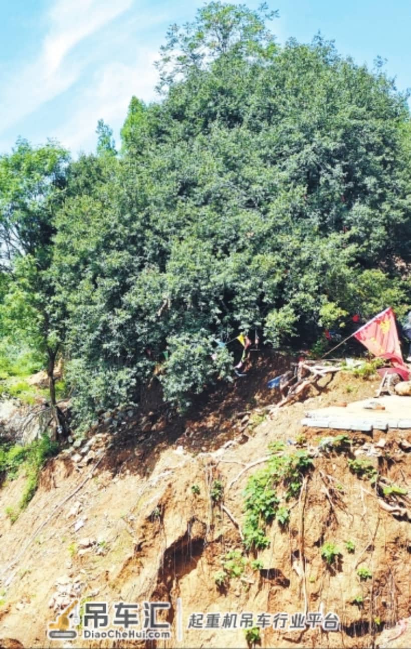 暴雨中800岁古树轰然倒下 紧急营救,吊车帮忙搬新“家”