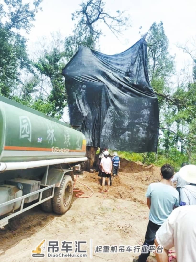 暴雨中800岁古树轰然倒下 紧急营救,吊车帮忙搬新“家”