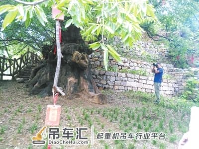 暴雨中800岁古树轰然倒下 紧急营救,吊车帮忙搬新“家”