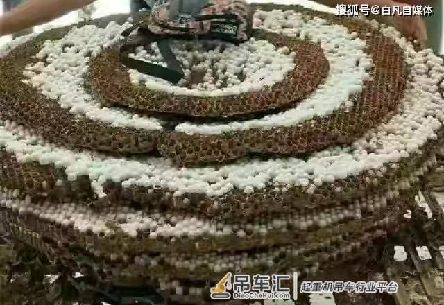贵州现巨型马蜂窝 用吊车才能搬动